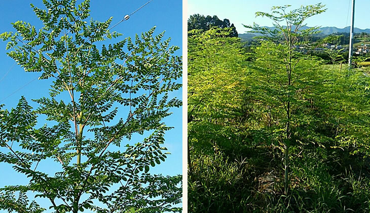 モリンガの栽培風景
